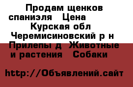 Продам щенков спаниэля › Цена ­ 4 000 - Курская обл., Черемисиновский р-н, Прилепы д. Животные и растения » Собаки   